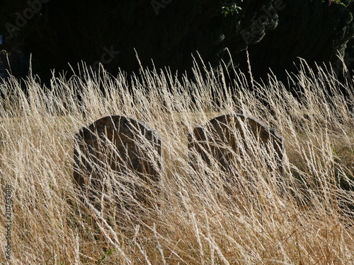Fotografía Two gravestones submerged in dry grasses, illuminated by morning sunshine