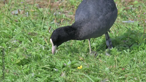 Coot (Fulica atra) with a bad foot, limping away after eating grass. July, Kent, UK [Half speed]