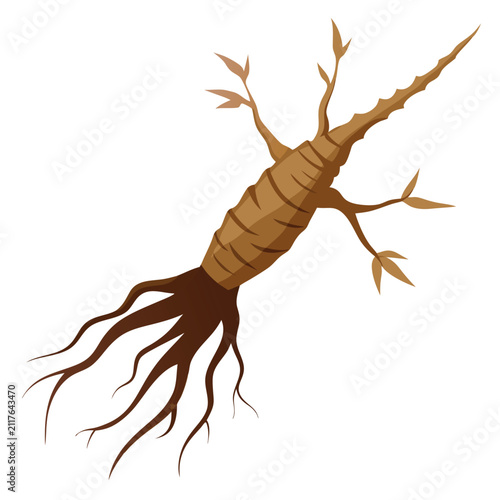 Gnarled salsify root isolated on white background