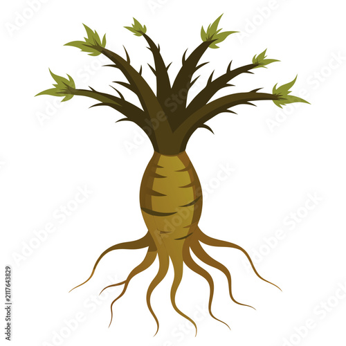 Gnarled salsify root isolated on white background