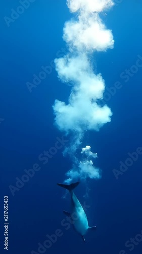 Dolphin ascends from deep blue ocean depths releasing bubbles