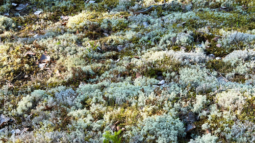 Reindeer Lichen and Moss Ground Cover Texture in Forest