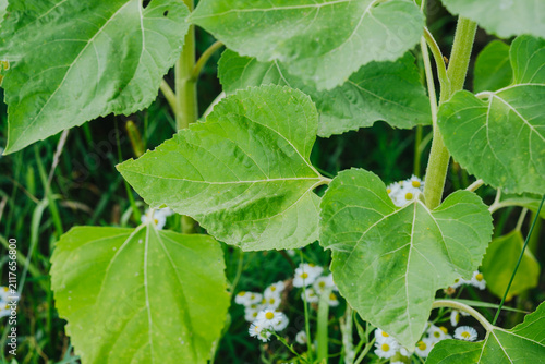 Foto Close up of large green sunflower leaves with small white flowers in the backgro