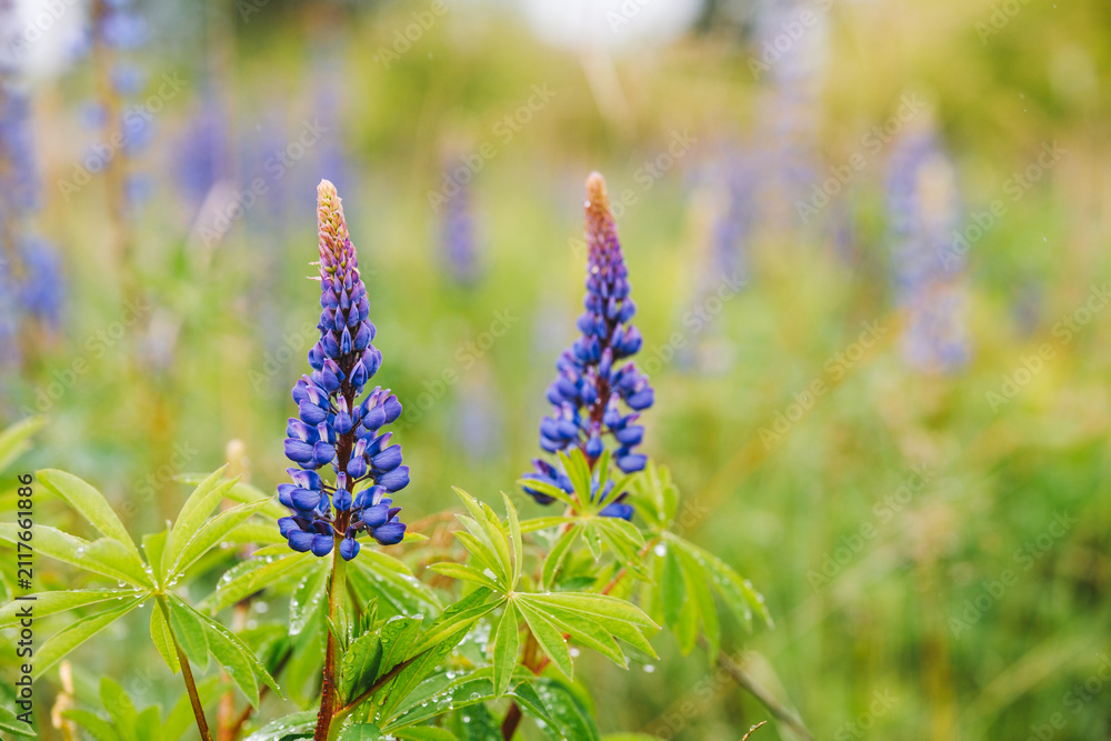 Obraz premium Blue lupin flowers (Lupinus polyphyllus) blooming in a field with water droplets