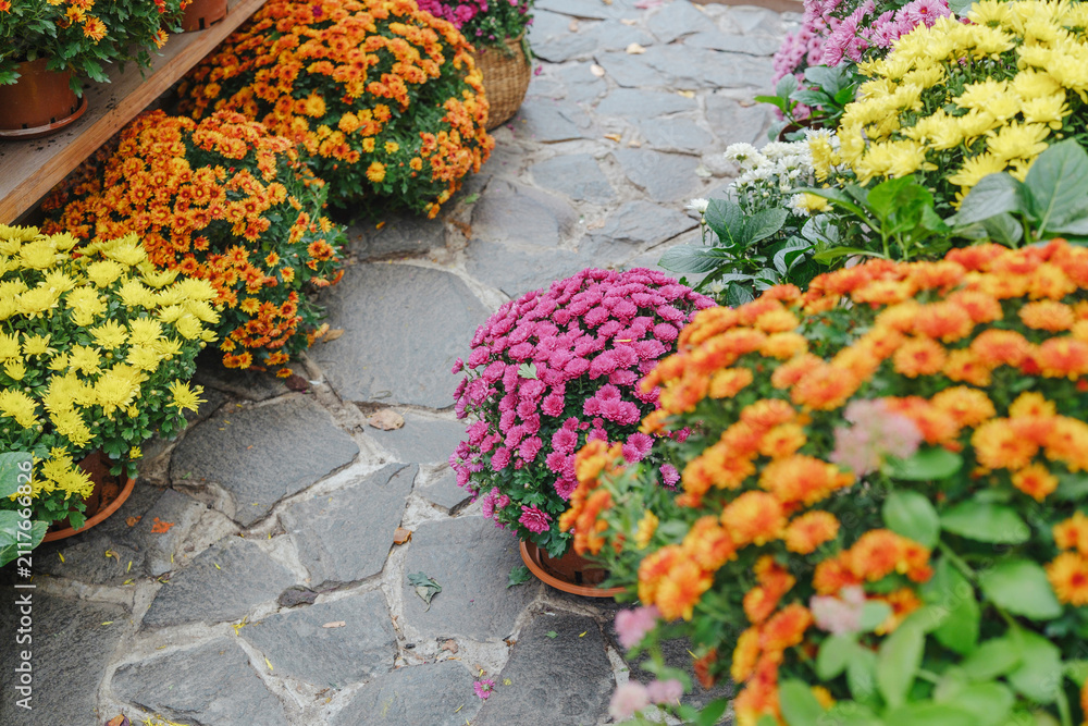 Obraz premium Bushes of vibrant mums display orange yellow and pink flowers lining a stone path outdoors