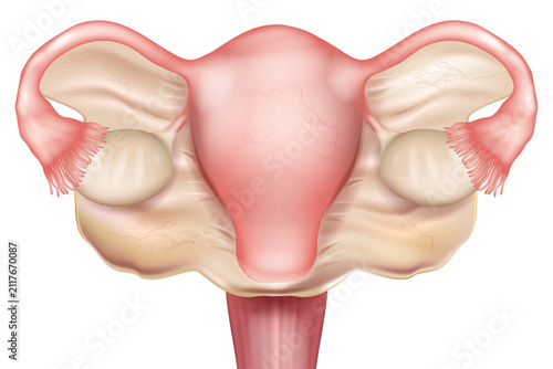 Broad Ligament of the Uterus Anatomy with Female Reproductive System Medical Illustration. Female Pelvic Anatomy Showing Broad Ligament Uterus Ovaries and Fallopian Tubes