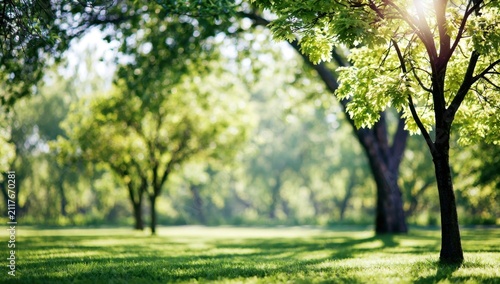Sunlight filtering through lush green trees in a tranquil park setting