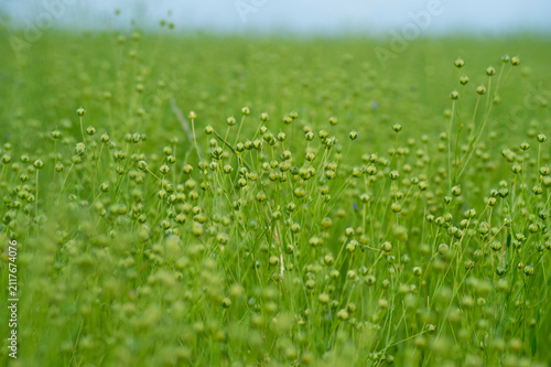 фотографія Green flax plants with seed capsules grow densely in an open agricultural field