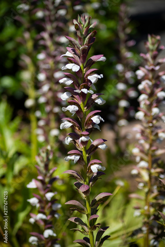 Photography A central bear's breeches Acanthus mollis flower spike blooms outdoors with white petals and purple bracts