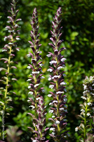 Cuadro en lienzo Bear's breeches Acanthus mollis flower spikes bloom with white petals and purple bracts