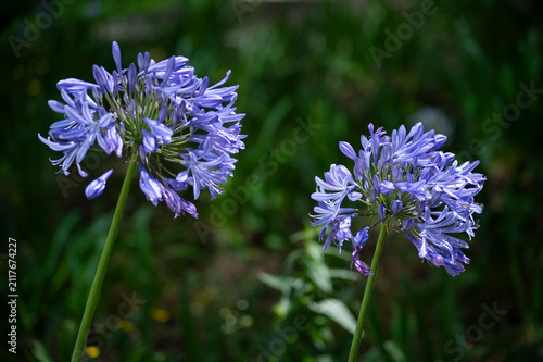 Obraz na plátne Beautiful but mildly toxic agapanthus flowers showcased in close-up