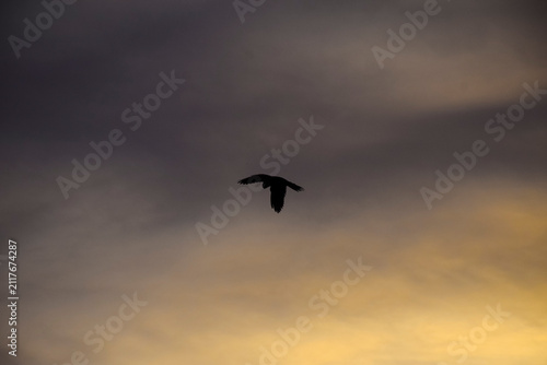 Quadro su tela A dark bird silhouette flies in mid-air against a twilight sky with soft cloud cover