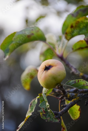 Bild auf Leinwand A medlar fruit grows on a tree branch among green leaves