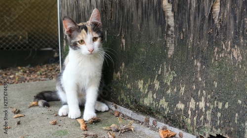 A small spotted kitten sits on a concrete surface outside. The cat is sitting near an old wooden wall with peeling paint and moss. He has a white chest, reddish-black spots, and a sad look.