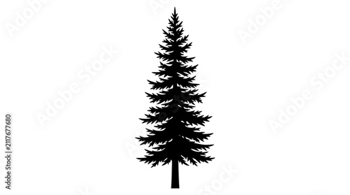 Fotografie Tall, slender pine tree silhouette with a conical shape and textured branches extending outward from the central trunk is depicted against a stark white backdrop