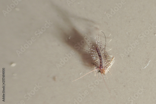 Macro House Centipede Scutigera Coleoptrata - Pest Control and Entomology Visual