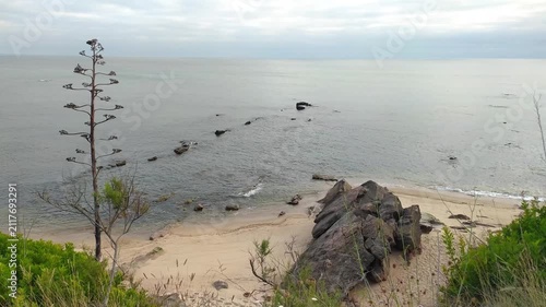 A tranquil, serene coastal landscape featuring a rocky beach, calm ocean, and a tall agave stalk overlooking the sea. Nobody is present in this meditative, peaceful wilderness nature scene.