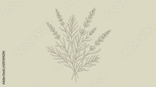 Botanical illustration: lavender and rosemary sprigs, simple sketch, beige background