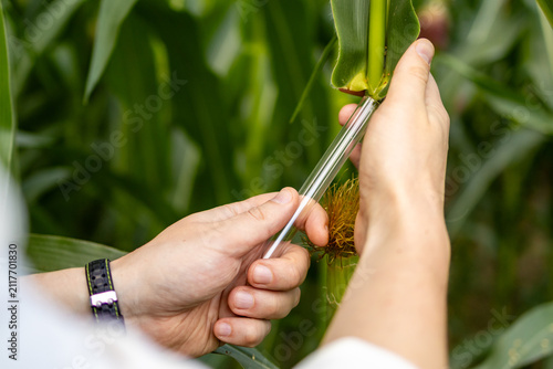 Man's hands hold sample tube against corn stalk collecting insect specimen. Agricultural pest monitoring and entomology research close-up.