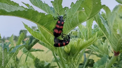 Red and Black Blister Beetles Mating on Green Plant Leaf - Close-Up Macro Wildlife Photography