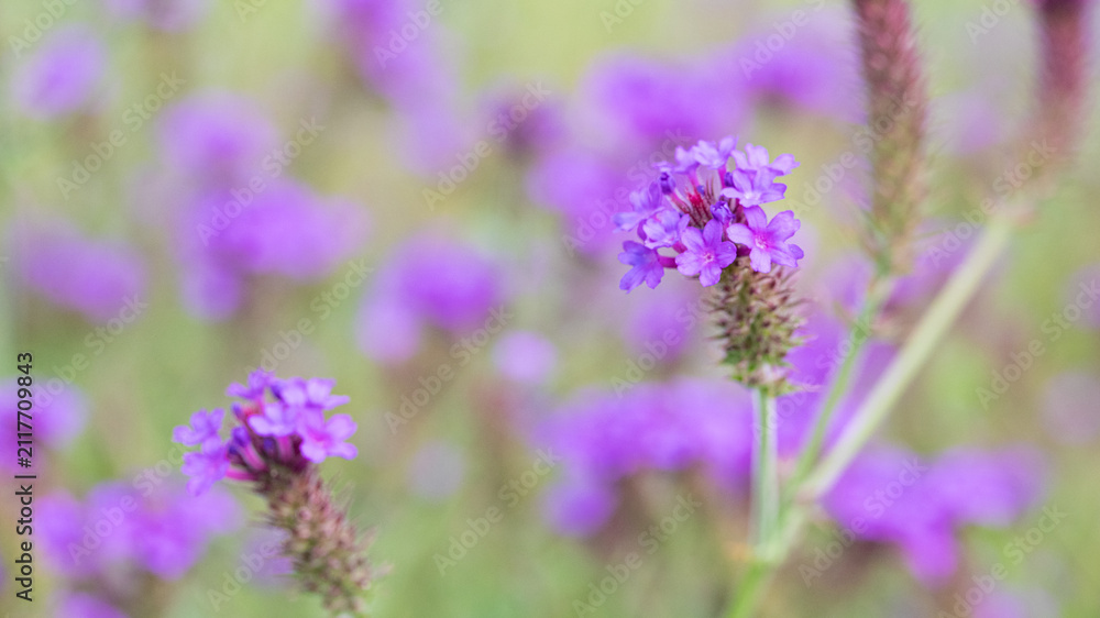 Obraz premium Purple Verbena Flowers with Soft Natural Background
