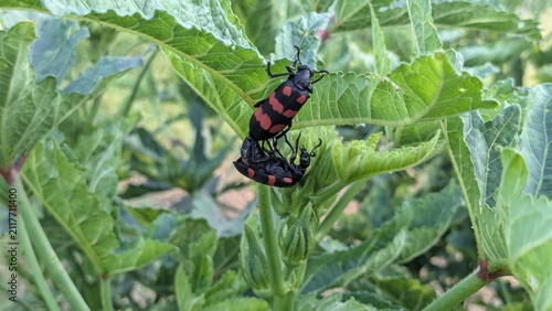 Cuadro en lienzo Red and Black Blister Beetles Mating on Green Plant Leaf - Close-Up Macro Wildli