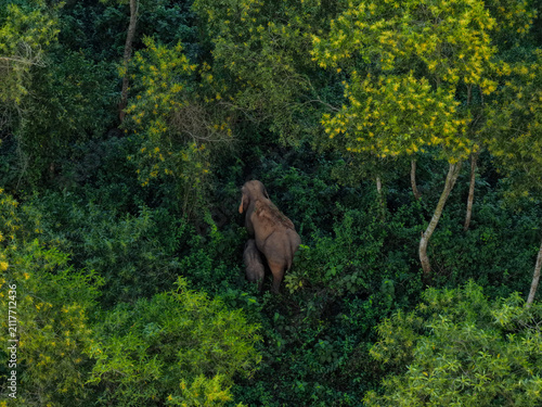 Aerial view of an elephant and its calf walking through the dense, lush green forest of Garo Hill, Gojni Sherpur District, Mymensingh Division, Bangladesh.