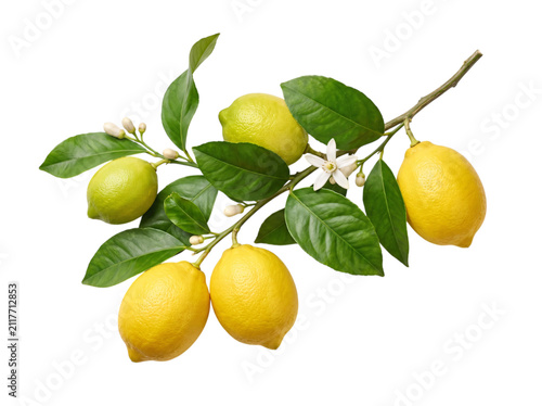 Canvastavla Branch of ripe yellow lemons with green leaves and white png isolated on transpa