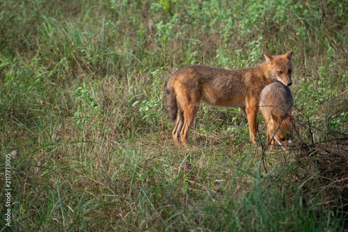 Two golden jackals stand together in a grassy clearing near a brush pile in Kanha National Park, India.