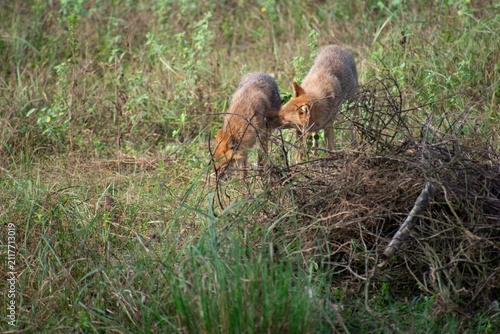 A pair of golden jackals inspect a brush pile together in a grassy clearing in Kanha National Park, India.