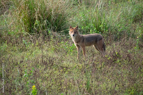 A golden jackal stands alert amid tall grass, ears forward and eyes on the camera in Kanha National Park, India.