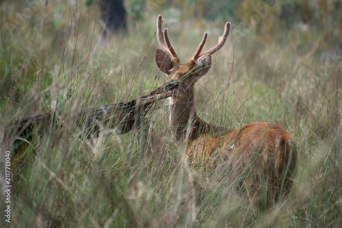 A barasingha stag with branched antlers grazes with head raised in tall meadow grass in Kanha National Park, India.