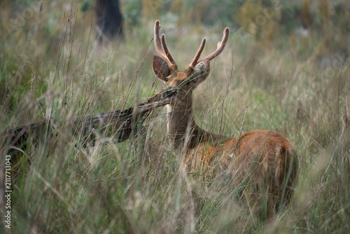 A barasingha stag with branched antlers stands amid tall grass, head raised while chewing vegetation in Kanha National Park, India.