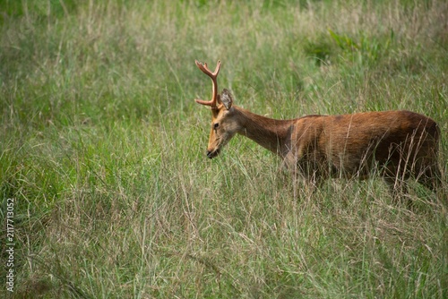 A deer with short, forked antlers grazes through tall grass, its head lowered while walking through a Kanha National Park meadow, India.