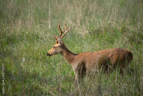 A barasingha stag with branched antlers stands in tall green grass, its side profile framed by the meadow in Kanha National Park, India.