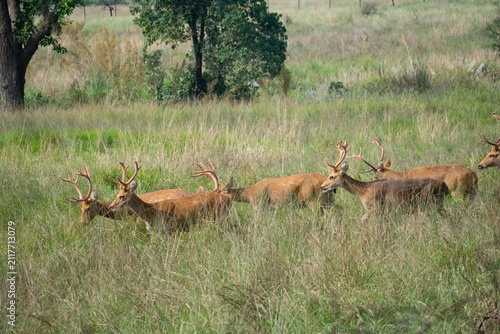 Two small groups of antlered barasingha stags graze across an open meadow bordered by trees and a fence line in Kanha National Park, India.
