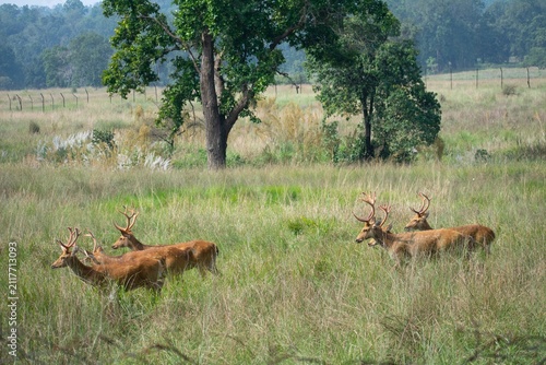 A herd of barasingha stags with branched antlers graze together in a grassy meadow bordered by trees in Kanha National Park, India.