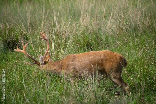 A chital stag with branched antlers grazes head-down through tall grass, its spotted coat visible in Kanha National Park, India.