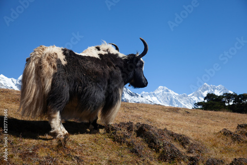 Yaks walk across a grassy area under a bright blue sky. Snowy mountains rise in the background, showing the beauty of nature. The scene captures a moment in the highlands.