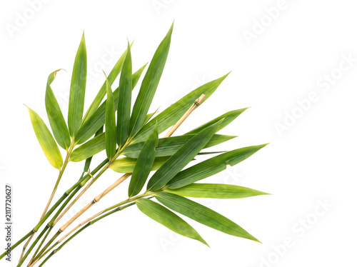 Obraz na plátne Vibrant green bamboo leaves and stems on a white background, png isolated on, tr