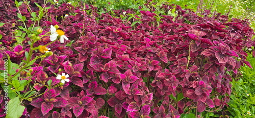Fotografía Coleus is suitable for planting in gardens with other weeds