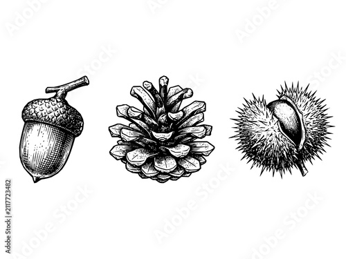 Bild auf Leinwand Forest nut set hand drawn acorn pine cone and spiky chestnut with pinecone