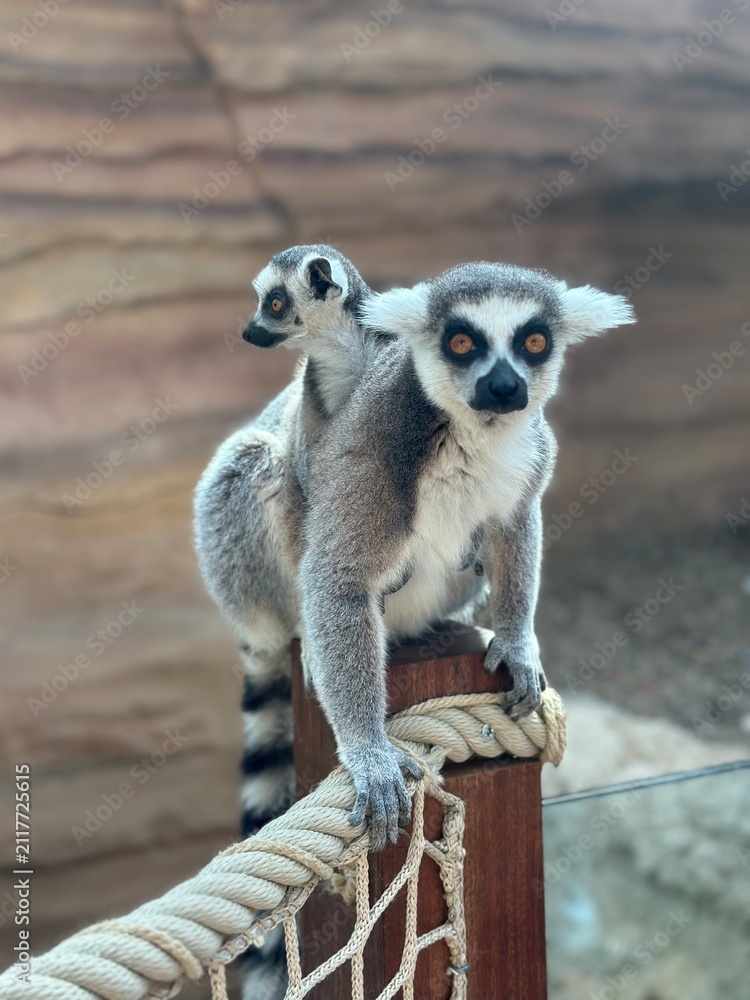 Obraz premium ring tailed lemur