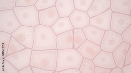 Fotografía Microscopic view of cells with nuclei
