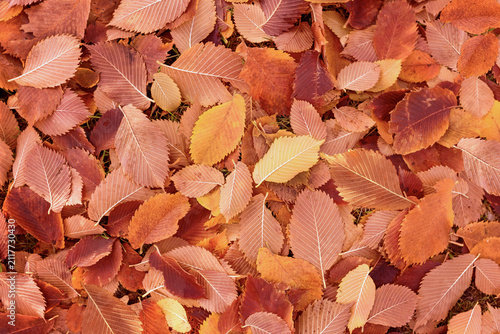 A colorful carpet of fallen leaves covers the ground. Autumn leaves. Autumn background. Autumn leaves for design.