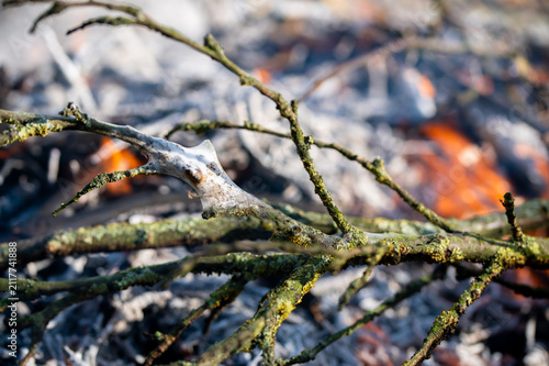 Pests brown-tail moth caterpillars winter web, nest burning in bonfire close-up in autumn time, diseased branches burning, pest protection, macro