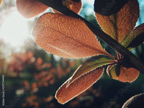 Bild auf Leinwand Translucent reddish barberry leaves showing intricate leaf venation backlighting
