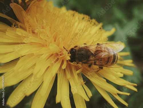 Cuadro en lienzo Honey bee collecting nectar from a dandelion in warm spring sunlight