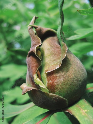 Quadro su tela Unopened tree peony bud tightly wrapped in velvety bronze sepals during early sp