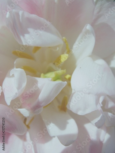 Obraz na plátně Macro photograph of soft white and pale pink double tulip petals revealing yello